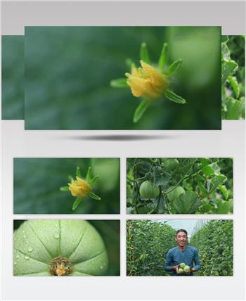 4K甜瓜绿宝石脆皮养殖基地农业种植视频素材