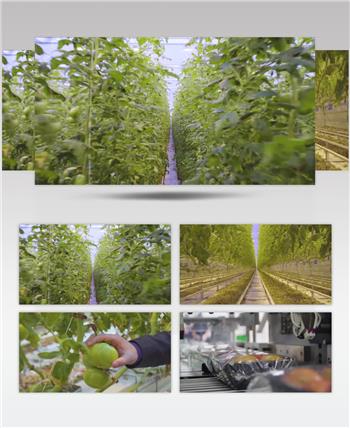 大棚蔬菜花卉温室栽培农业科技实拍背景视频