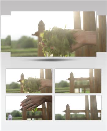 阳光中朦胧手搓茶叶实拍视频