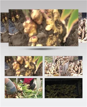 实拍生姜大姜种植收获加工视频素材