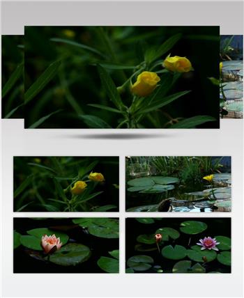 绽放 睡莲花 开放 美丽 景色