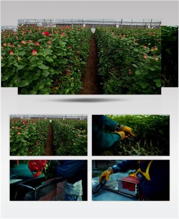玫瑰花种植园花卉农场公司形象片