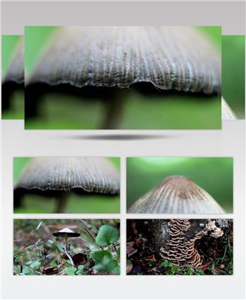 野生 菌类 蘑菇 自然 生长
