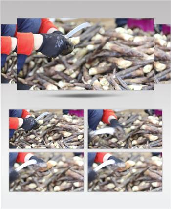 高清视频 实拍素材 春笋 竹笋 削竹笋 产业