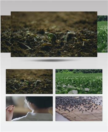 大豆黑豆种植物生长丰收纳豆美容农业科技