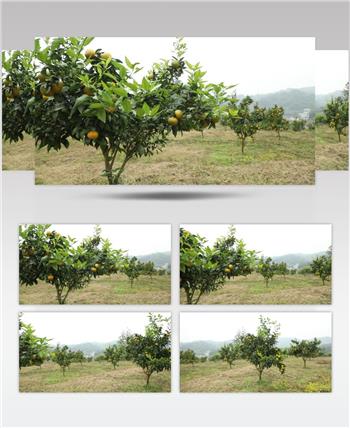 柑橘 种植 树 植物 鹅柑 高清视频素材 (1)