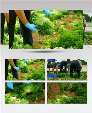 农场宣传片机械化收获蔬菜