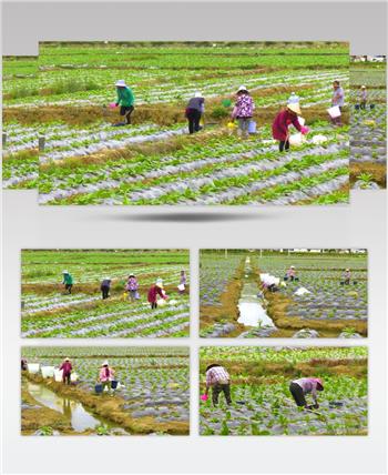 农民挑水灌溉农田高清实拍视频素材