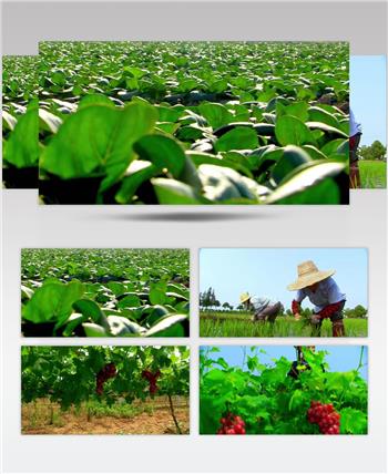 农业素材