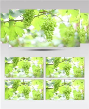 葡萄 成熟 葡萄特写 葡萄树 高清实拍视频素材