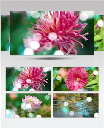 女人花 花朵鲜花开放盛开背景素材