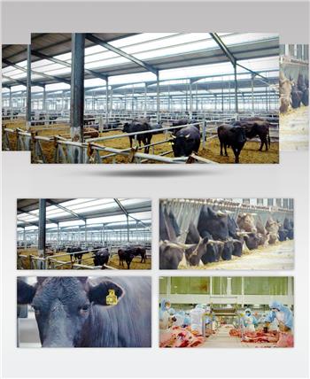 养牛基地牛肉加工厂生产线视频素材