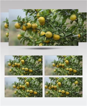 柑橘 种植 树 植物 鹅柑 高清视频素材 (2)
