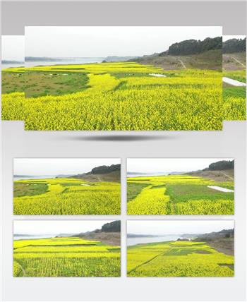 航拍 油菜花地 鸟瞰菜花 高清视频素材