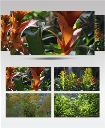 植物逆光万物复苏高清视频素材