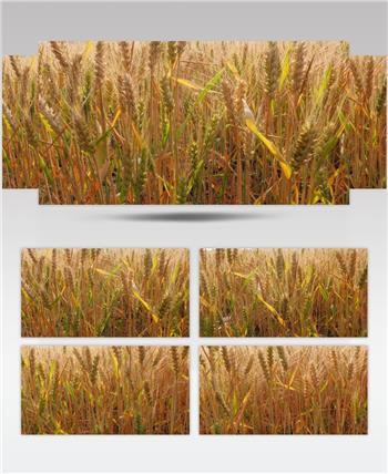 4K实拍小麦系列