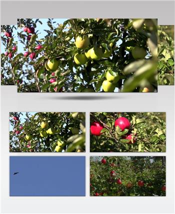 苹果 种植园 唯美 风光片 苹果园 果树