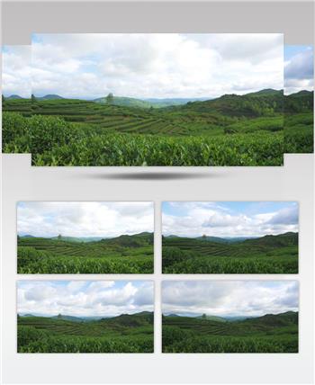 清新茶叶山茶园基地延时摄影视频素材