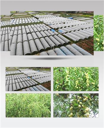 鲜食枣规模种植特写航拍视频素材