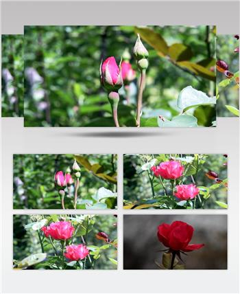 玫瑰 花蕾 花骨朵 花开 镜头