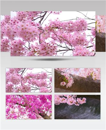 朦胧意境美丽的春天樱花流水背景视频