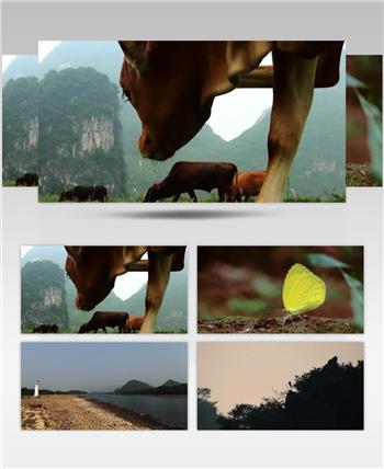 广西 桂林 生态 自然 风光 动物 牛放牧