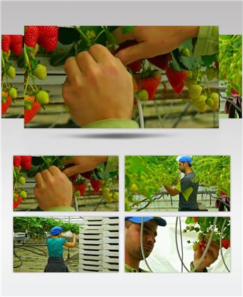 农场 宣传片 采摘 草莓 果园