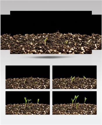 4k记录植物种子发芽过程延时大自然视频素材