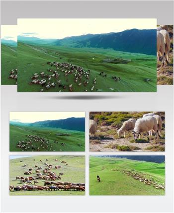 各种羊吃草影视视频素材合集