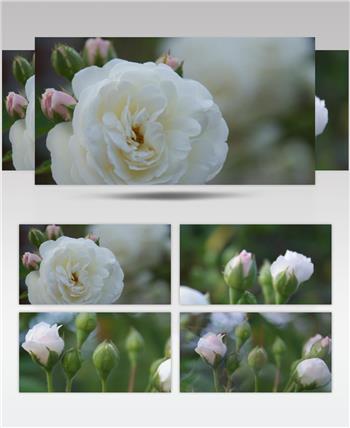简洁唯美花朵魅力绽放植物成长期花蕊近距离特写高清视频拍摄