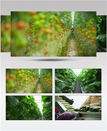 精品生态农业大棚蔬菜实拍素材