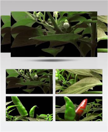 辣椒生长开花成熟蔬菜延时拍摄视频素材