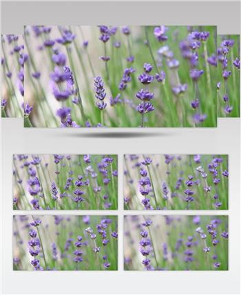 美丽薰衣草户外拍摄大自然魅力植物生长变焦剪辑高清视频实拍