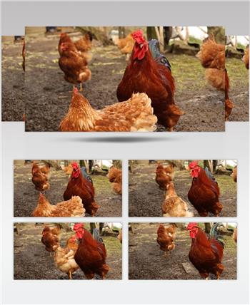 养殖场地养鸡场鸡群走动动物姿态