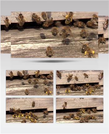 勤劳蜜蜂飞来飞去进出蜂巢忙碌采蜜昆虫姿态特写高清视频实拍