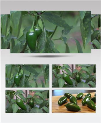 新鲜美味食材辣椒采摘摆放台面旋转