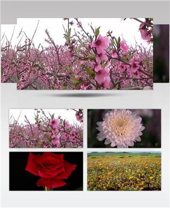 各种花开高清视频合集