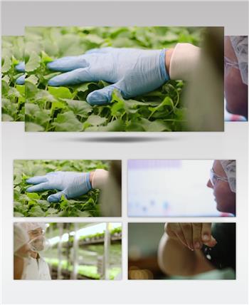 温室蔬菜种植蔬菜培育无土蔬菜