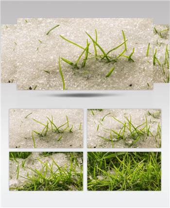 冰雪融化延时摄影万物复苏特写镜头写意视频素材