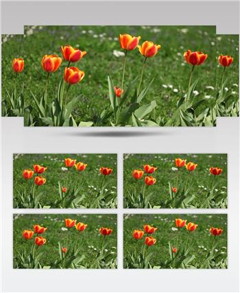 生机勃勃高贵典雅光彩夺目橘红花