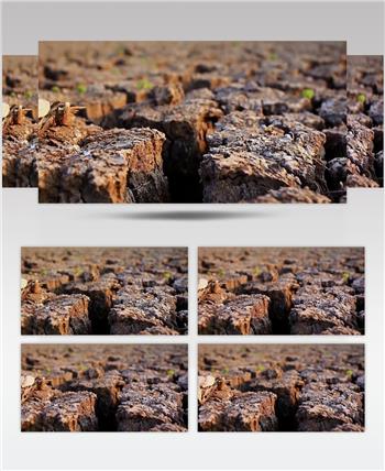 实拍龟裂土地玉米干枯干旱缺水环保呼吁视频素材