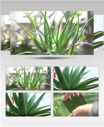 芦荟植物精华护肤芦荟胶种植视频素材