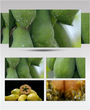 果园果农木瓜丰收农业收货视频