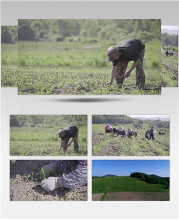 实拍农民在土地上除草耕种粮食视频素材