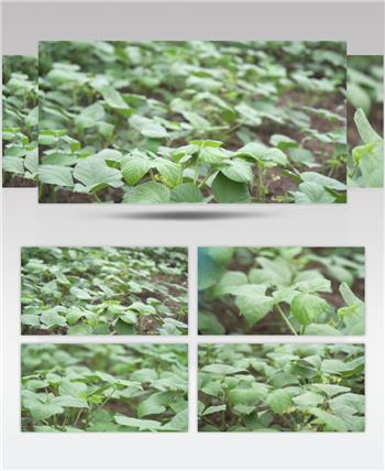 黄豆大豆农业种植地视频