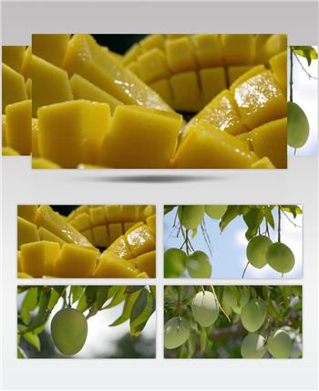 芒果丰收果园种植收货视频