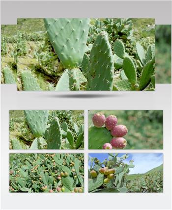 沙漠仙人掌果园果实丰收视频素材