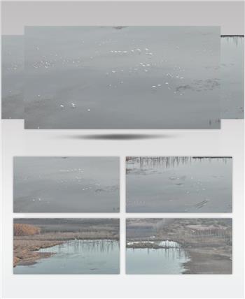 白天鹅（源视频）DJI_0104