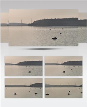 白天鹅（源视频）DJI_0111