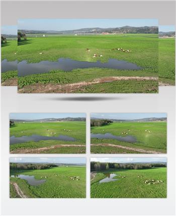 黄河湿地（源素材）DJI_0591